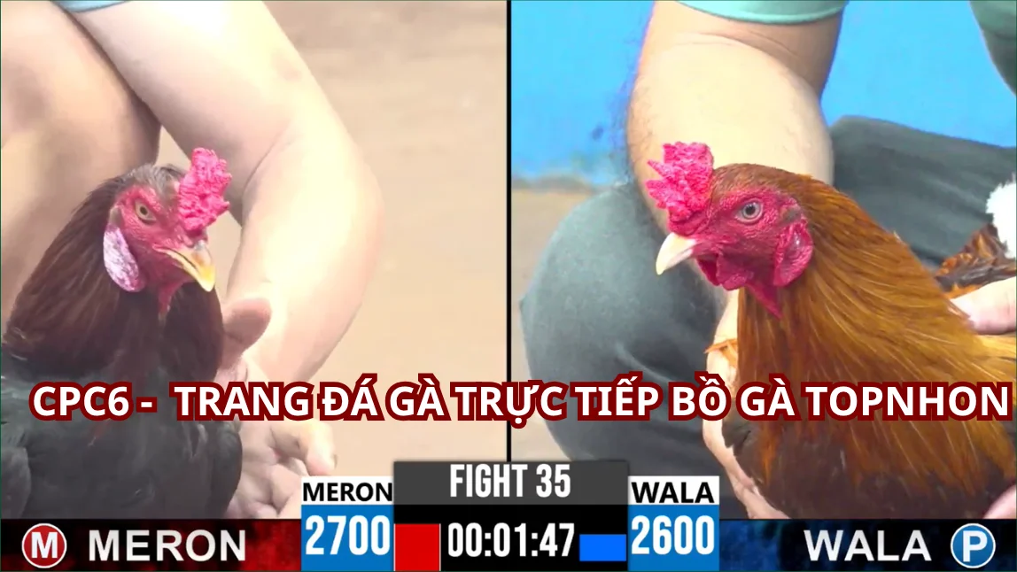 Cách xem đá gà BJ66 trực tiếp hôm nay